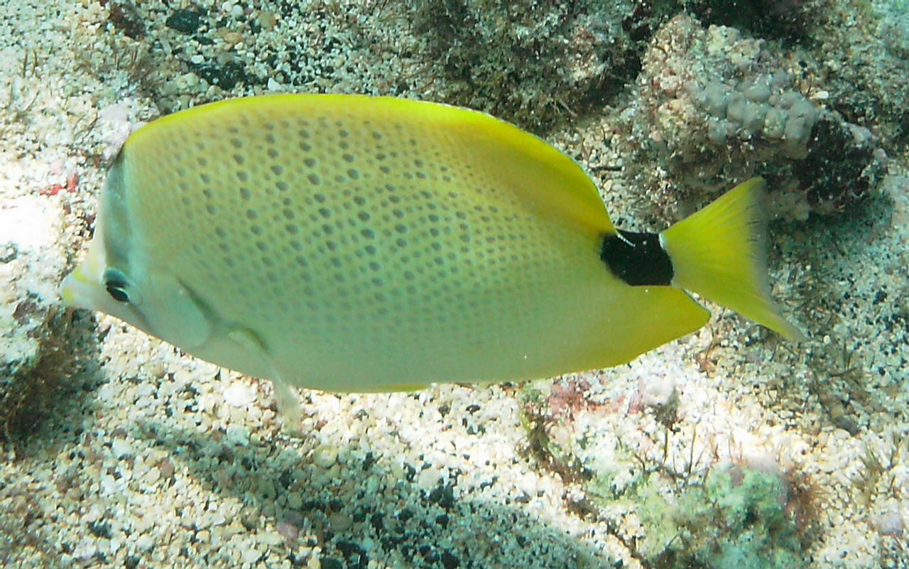 Chaetodon miliaris